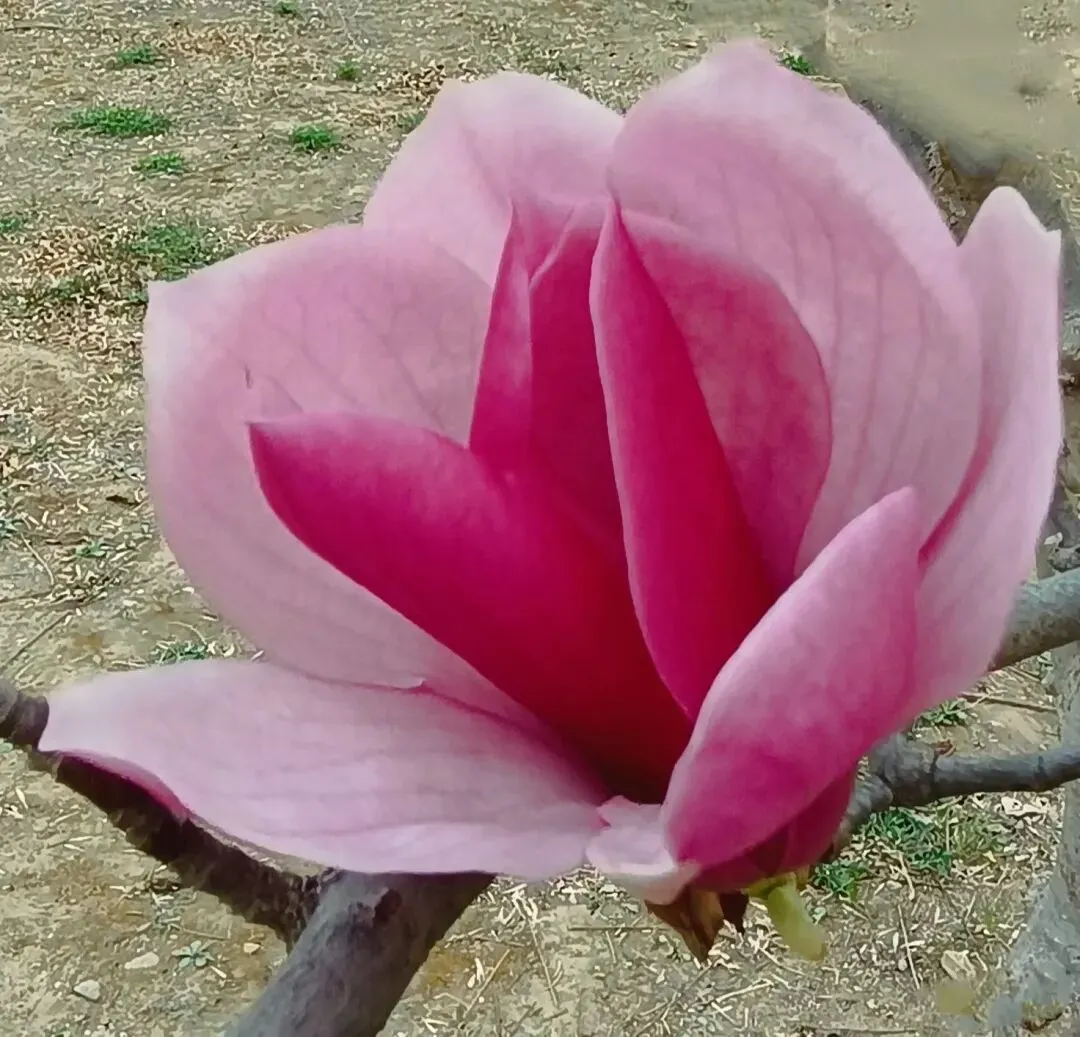 月考试卷作文题分析 第5张