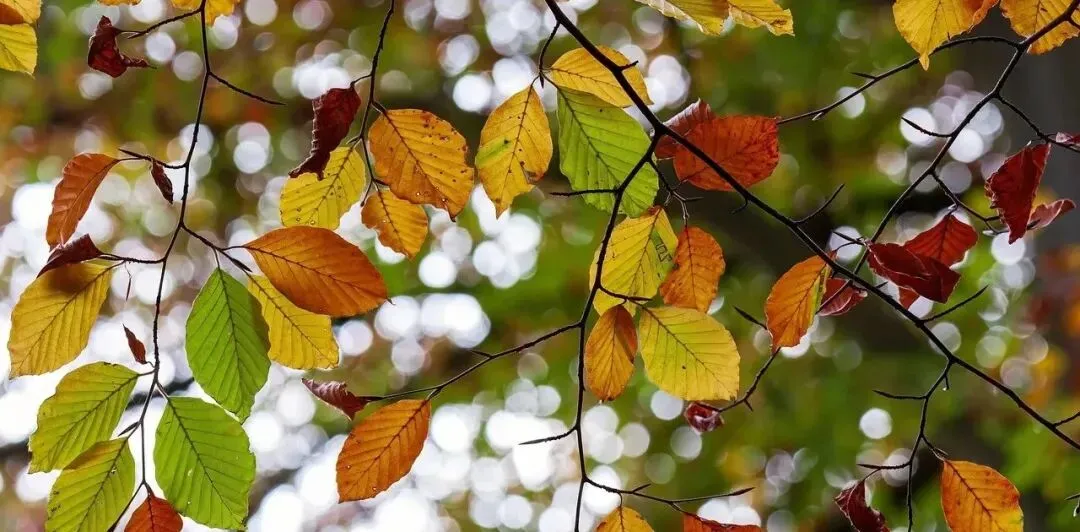 六级真题【逐词逐句精翻】2022年12月第3套第2篇(阅读)超详细 第1张