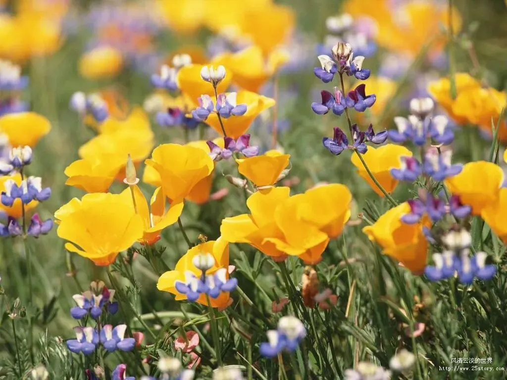 《红星照耀中国》中考真题及典型模拟题训练(解析版) 第2张