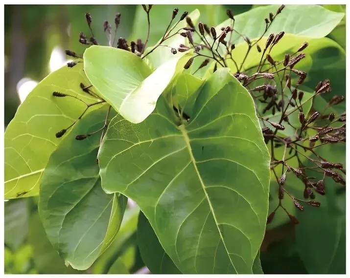 潍坊市2026届高三高考模拟考试地理 第8张