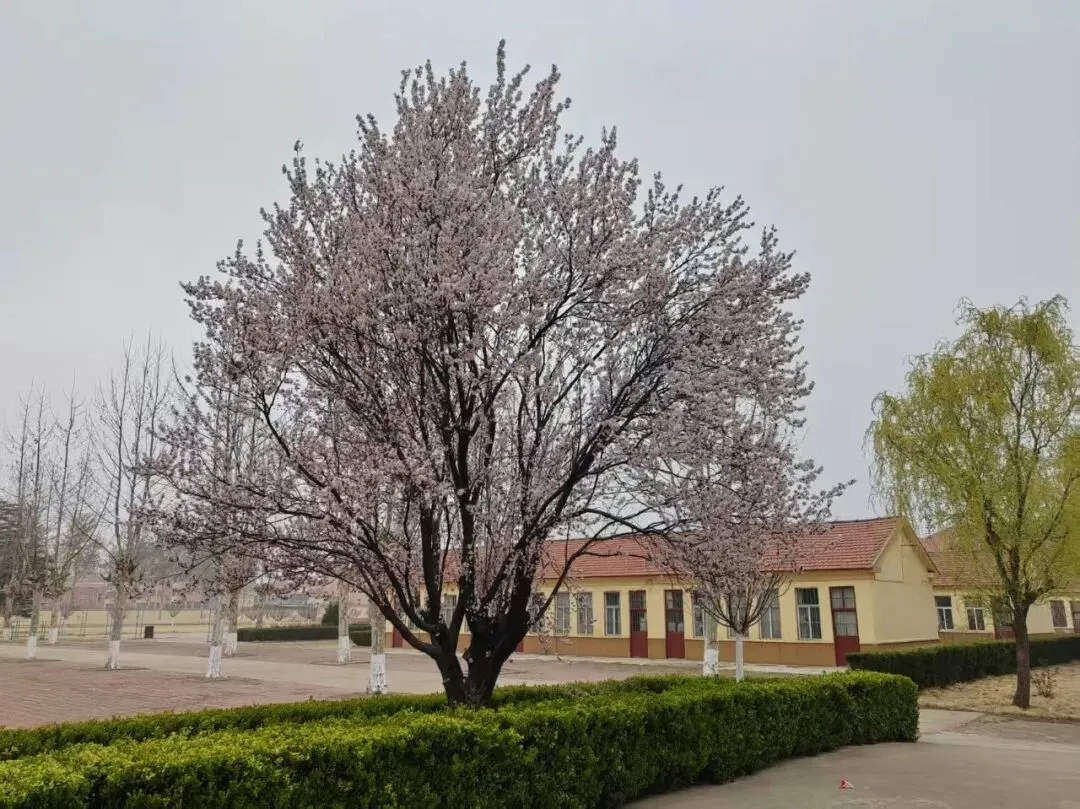 中考语文复习:议论文专题 第1张