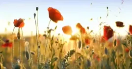 中考高频考点│常见易错读音30例,助你轻松掌握! 第2张