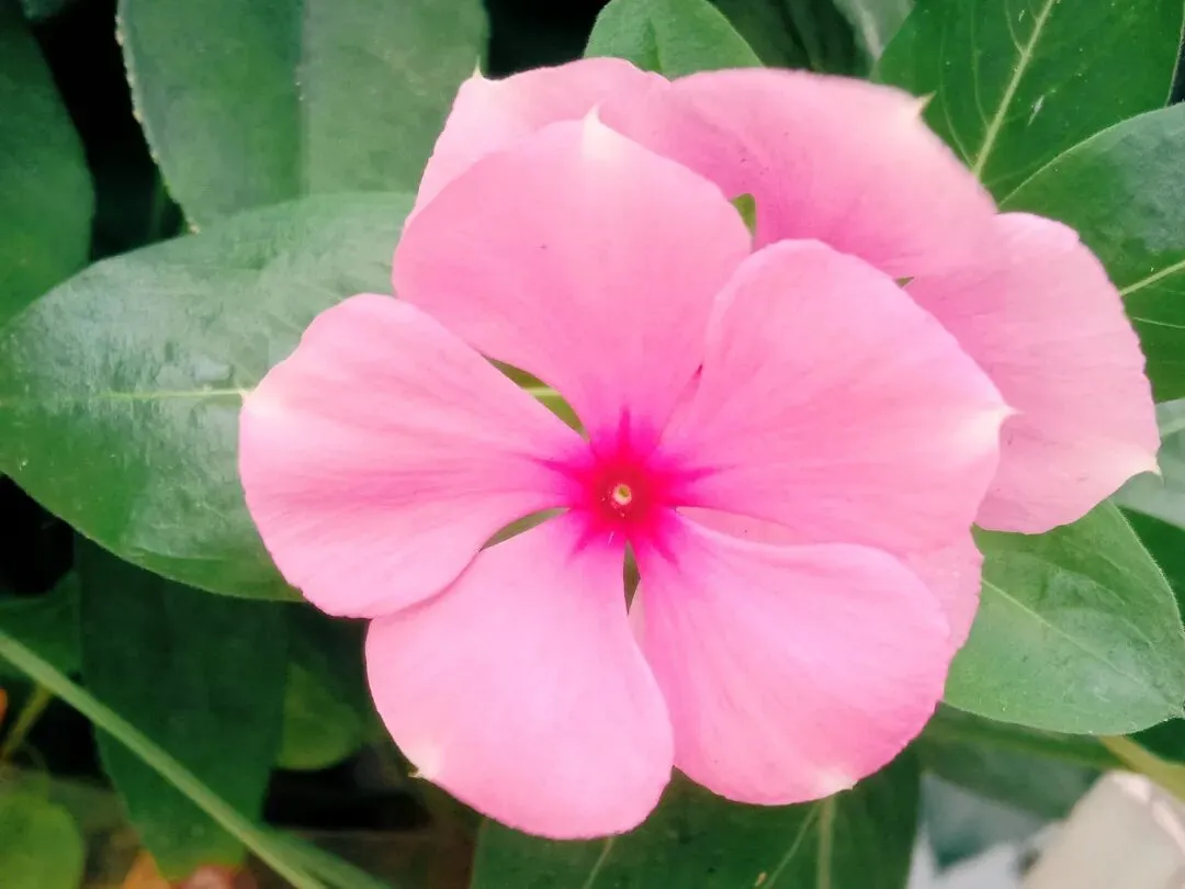 【中考真题】病句专项训练(二) 第1张