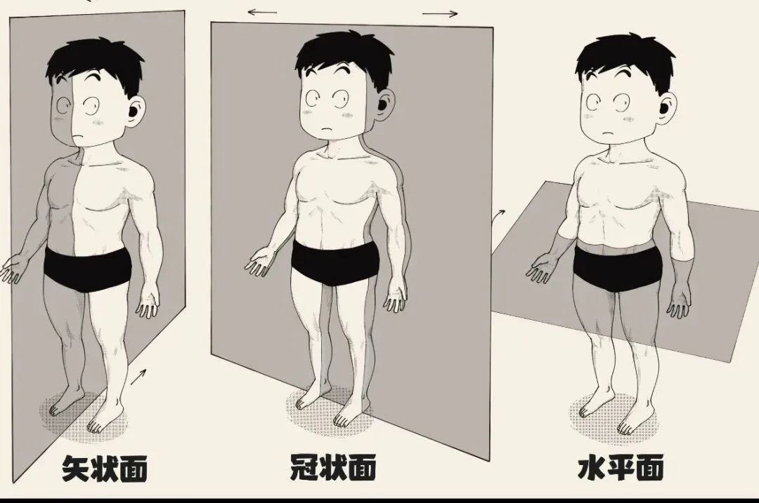 2026医学基础知识真题练习(4月8号) 第2张