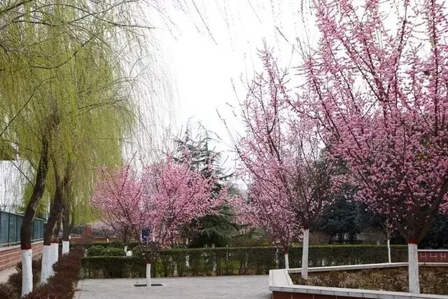 中考300分以内别慌!西安这所公办中专,低分也能上,出路一样稳 第5张 中考300分以内别慌!西安这所公办中专,低分也能上,出路一样稳 第5张