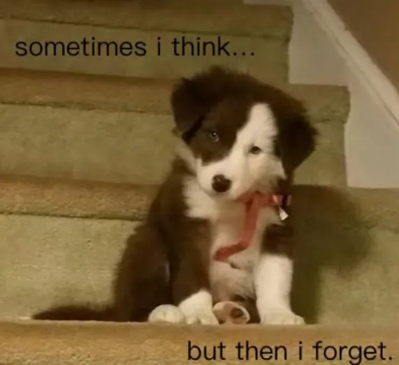 中考必背1600词汇16天打卡默写day 3 第1张