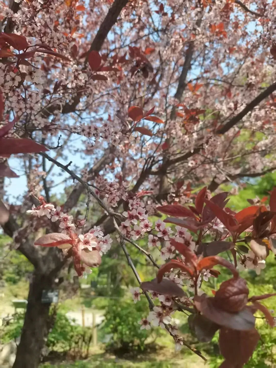 中考文言文句子翻译专项复习 第2张