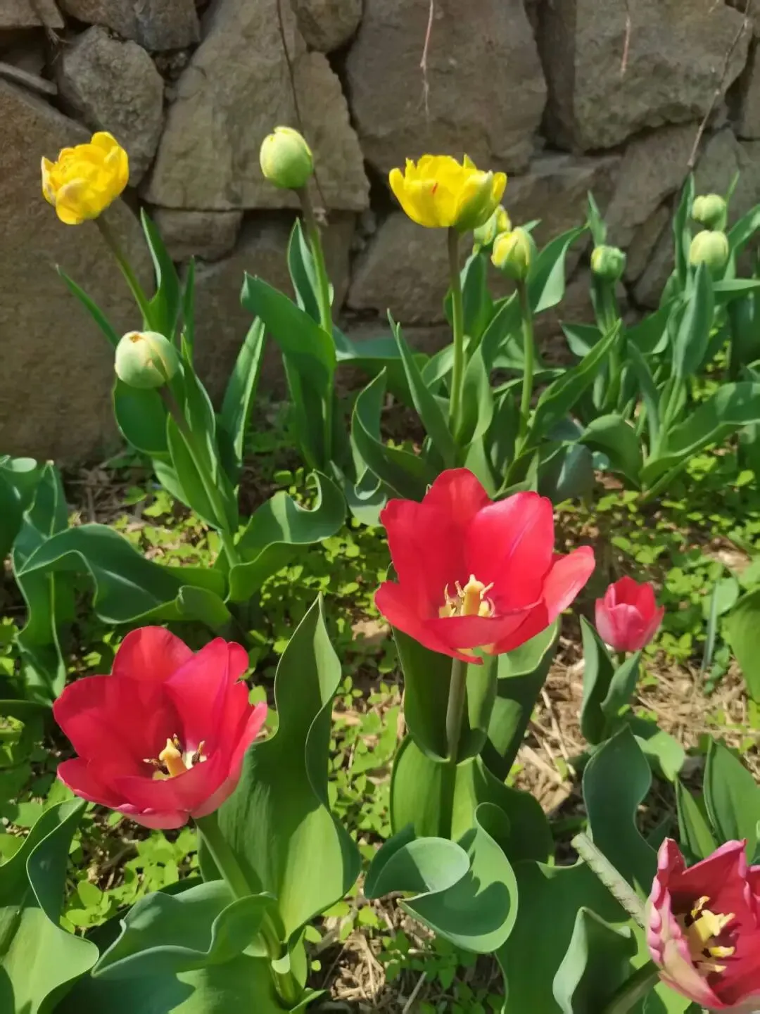 中考文言文句子翻译专项复习 第3张