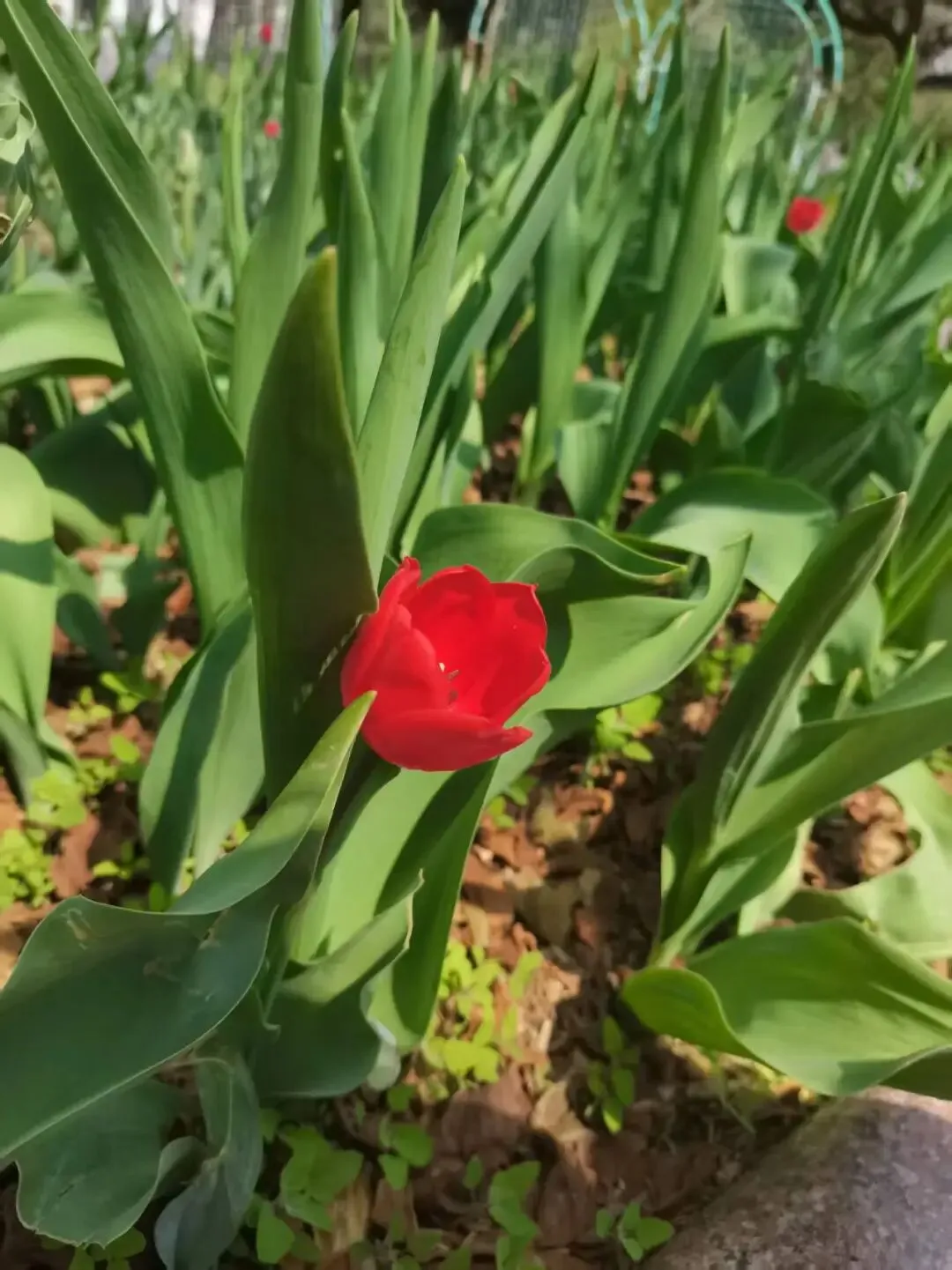 中考文言文句子翻译专项复习 第4张