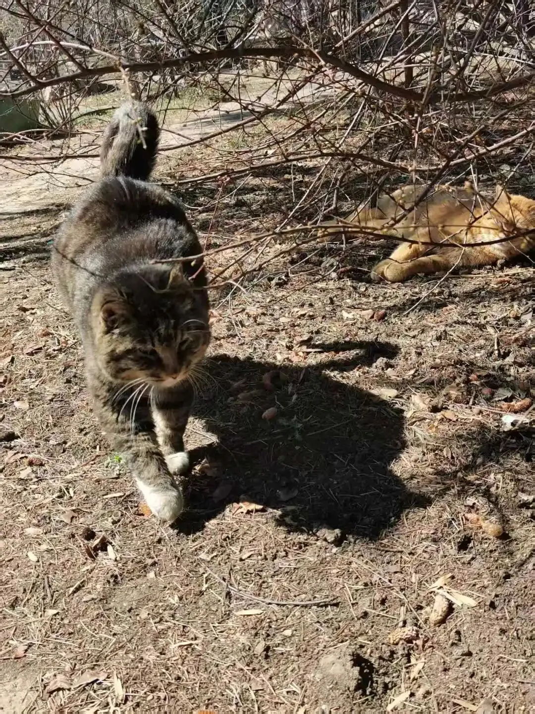 中考文言文句子翻译专项复习 第5张