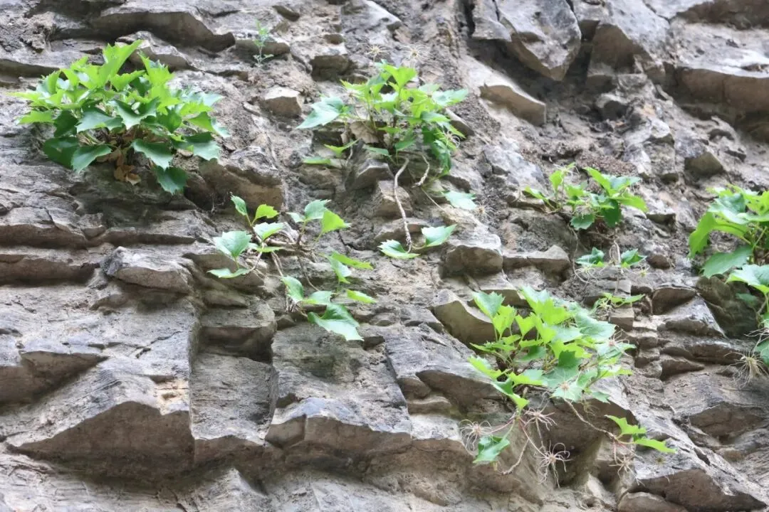 中考文言文句子翻译专项复习 第6张