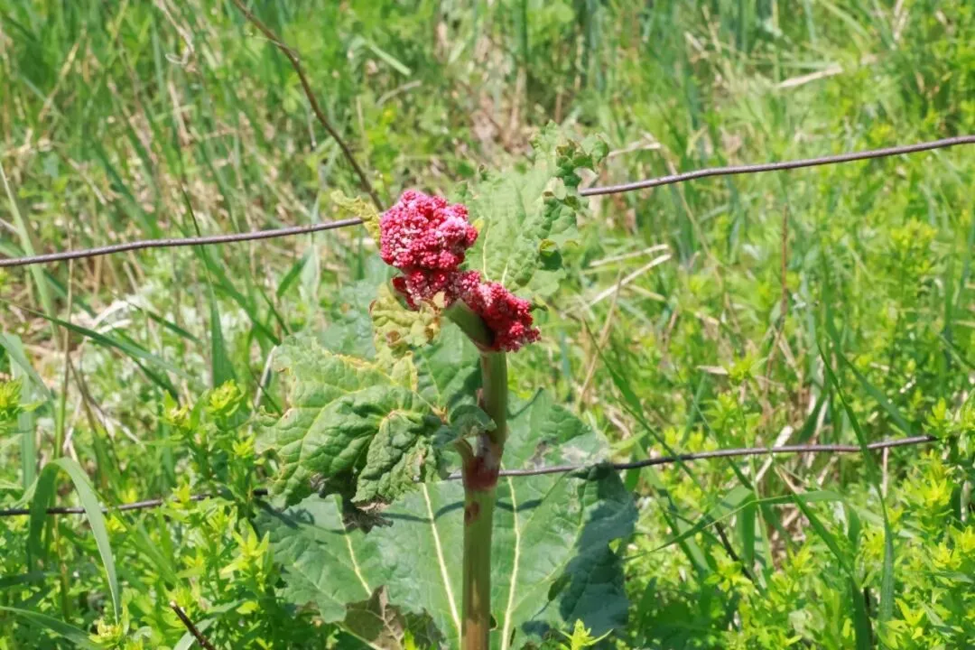 中考文言文句子翻译专项复习 第7张