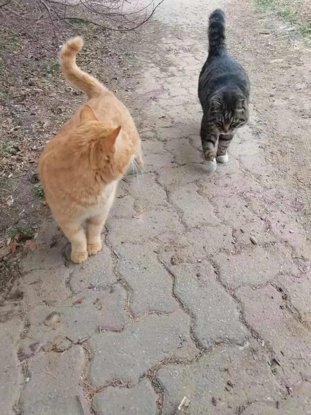 中考文言文句子翻译专项复习 第8张