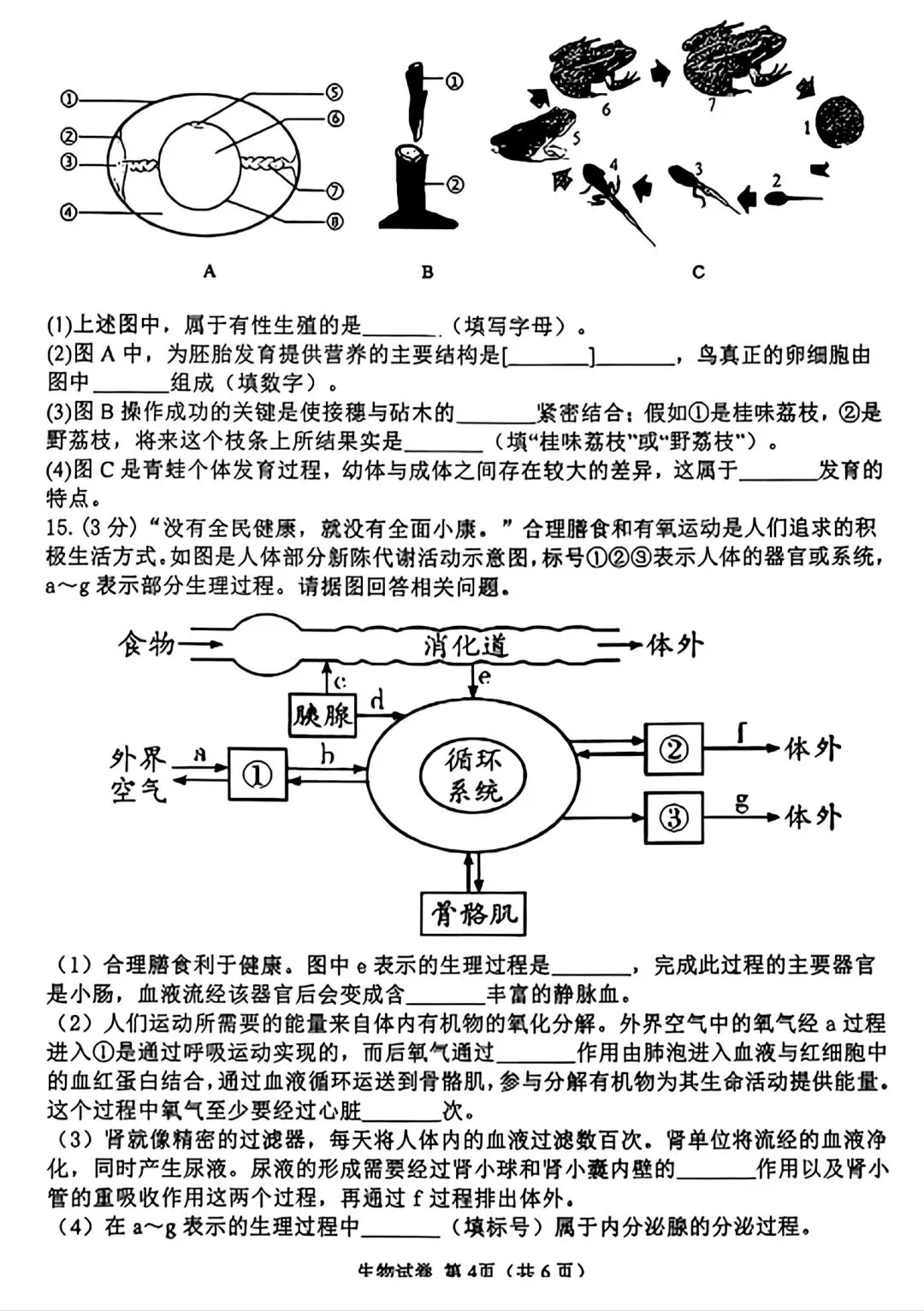 【试卷/初二下】2025-2026辽宁锦州8中八下3月生物(含答案)可下载 第4张 【试卷/初二下】2025-2026辽宁锦州8中八下3月生物(含答案)可下载 第4张