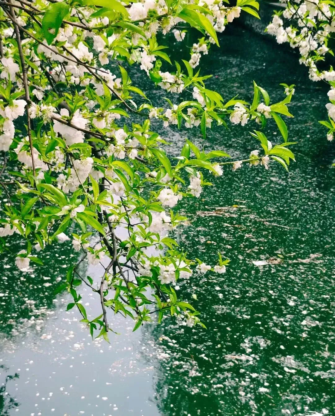 2026年长沙中考指标生规则 第1张 2026年长沙中考指标生规则 第1张