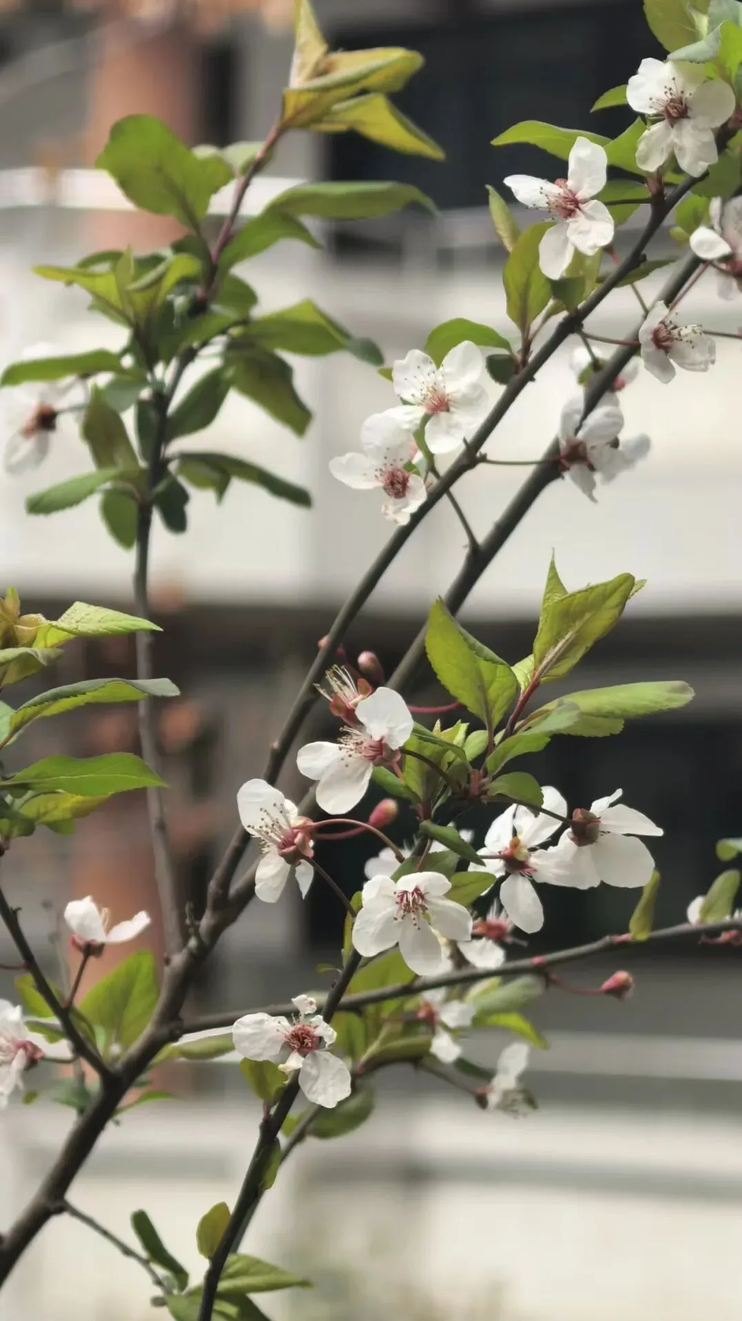 @初三学子,中考备考秘籍,调频石室·FM 第11张