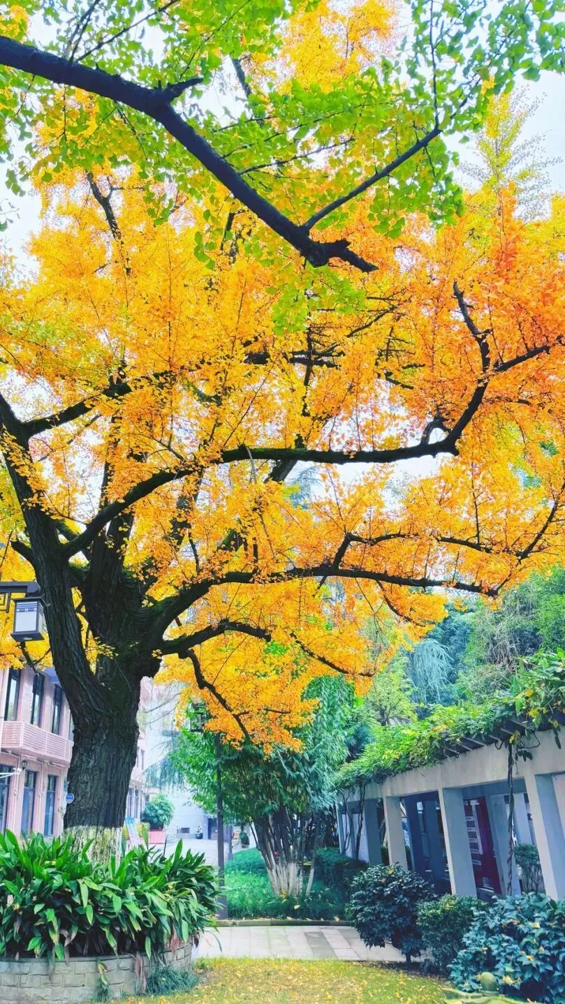 @初三学子,中考备考秘籍,调频石室·FM 第14张