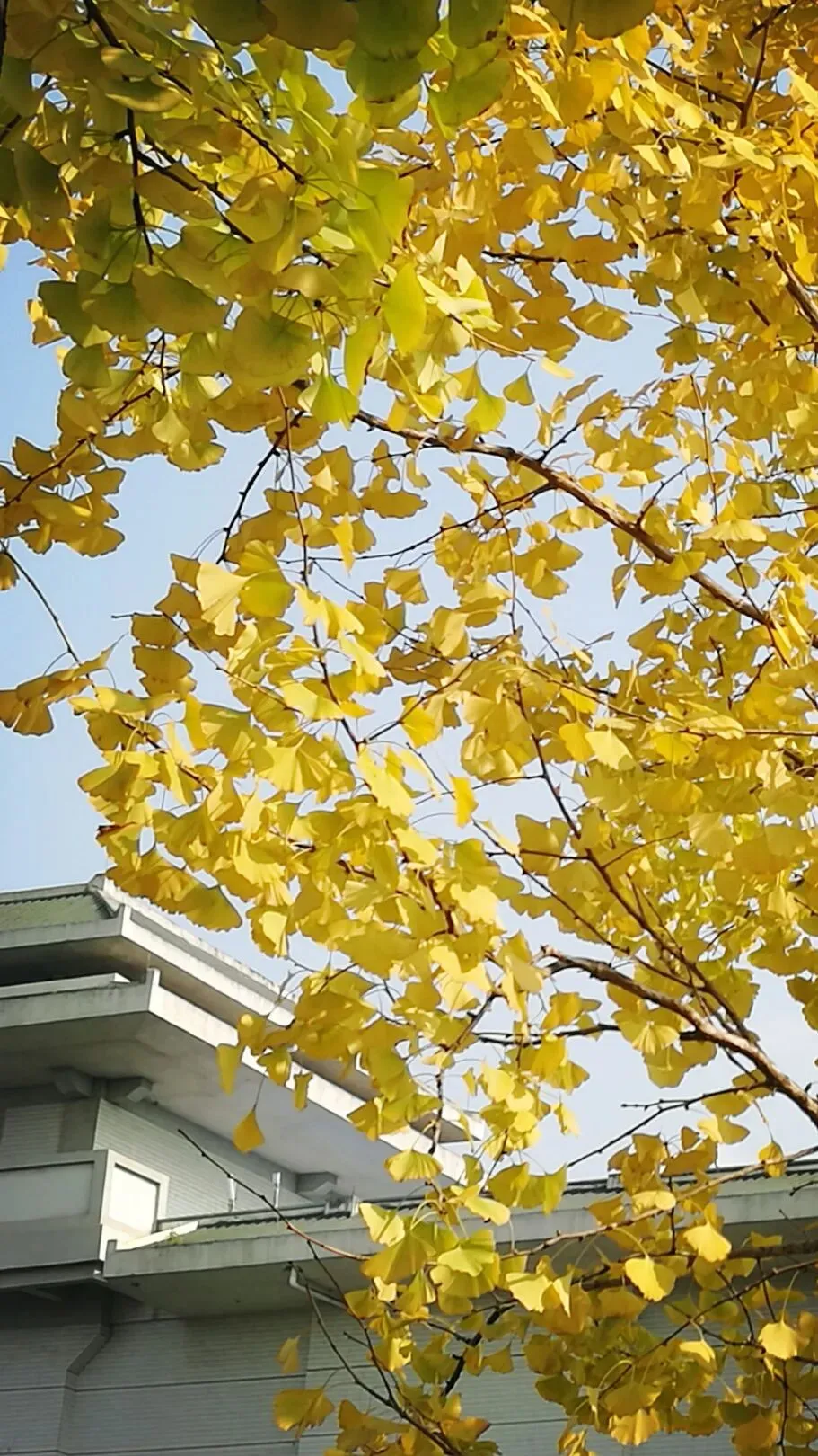 @初三学子,中考备考秘籍,调频石室·FM 第16张