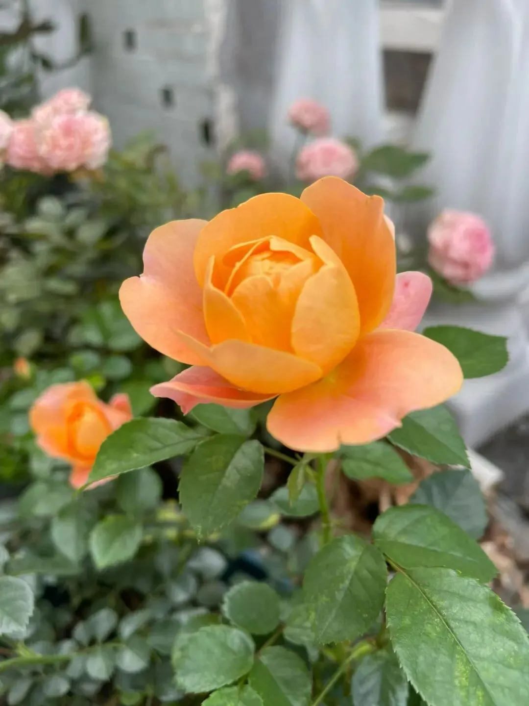 中考化学专题突破——酸碱盐的性质及应用 第1张