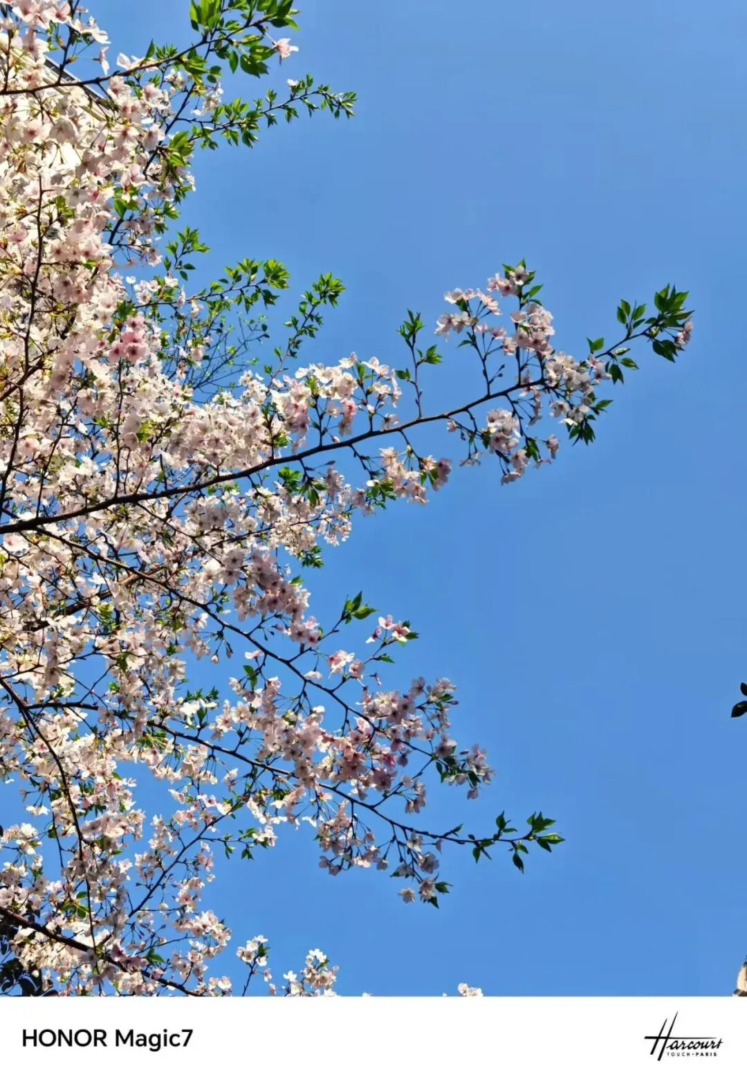 金华十校2026年4月高三模拟考试语文试题卷、参考答案及作文评分细则 第13张