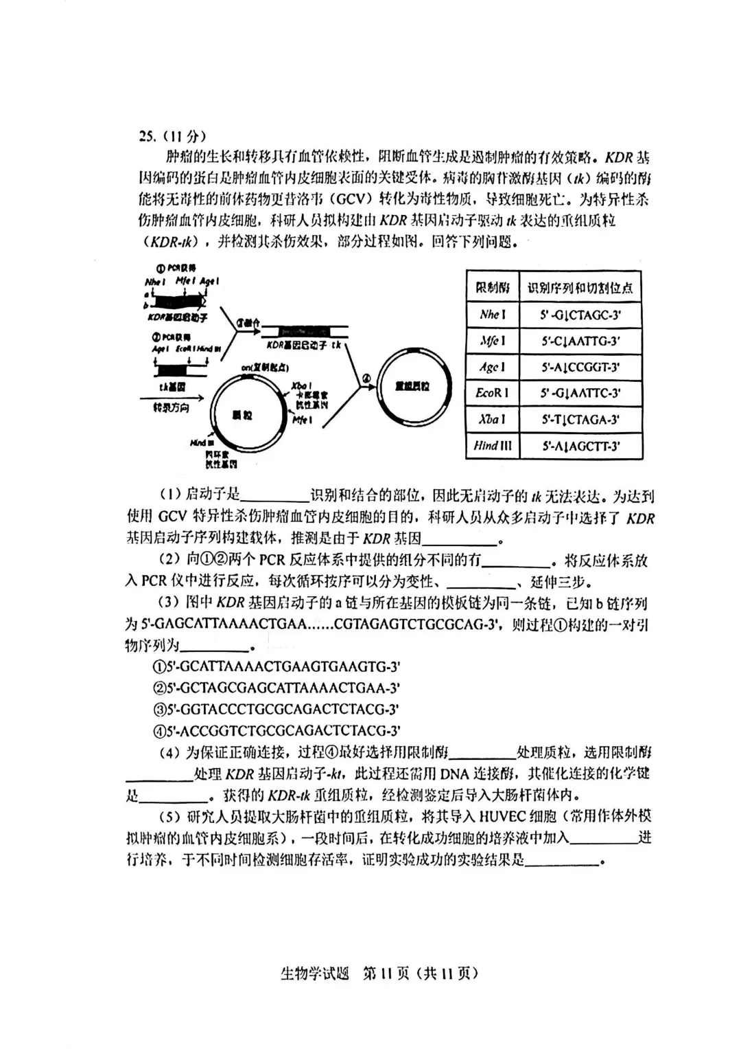 2025-2026长春二模生物试卷及答案 第13张