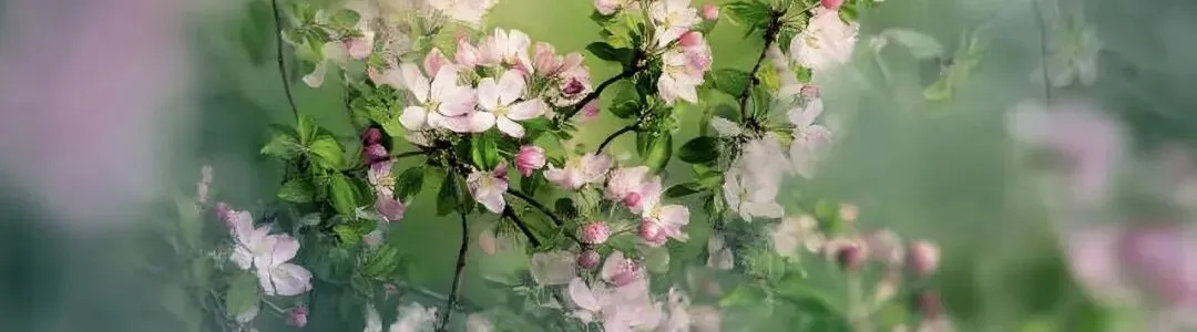 2026年全区中考语文第一次适应性测试问题及策略 第1张