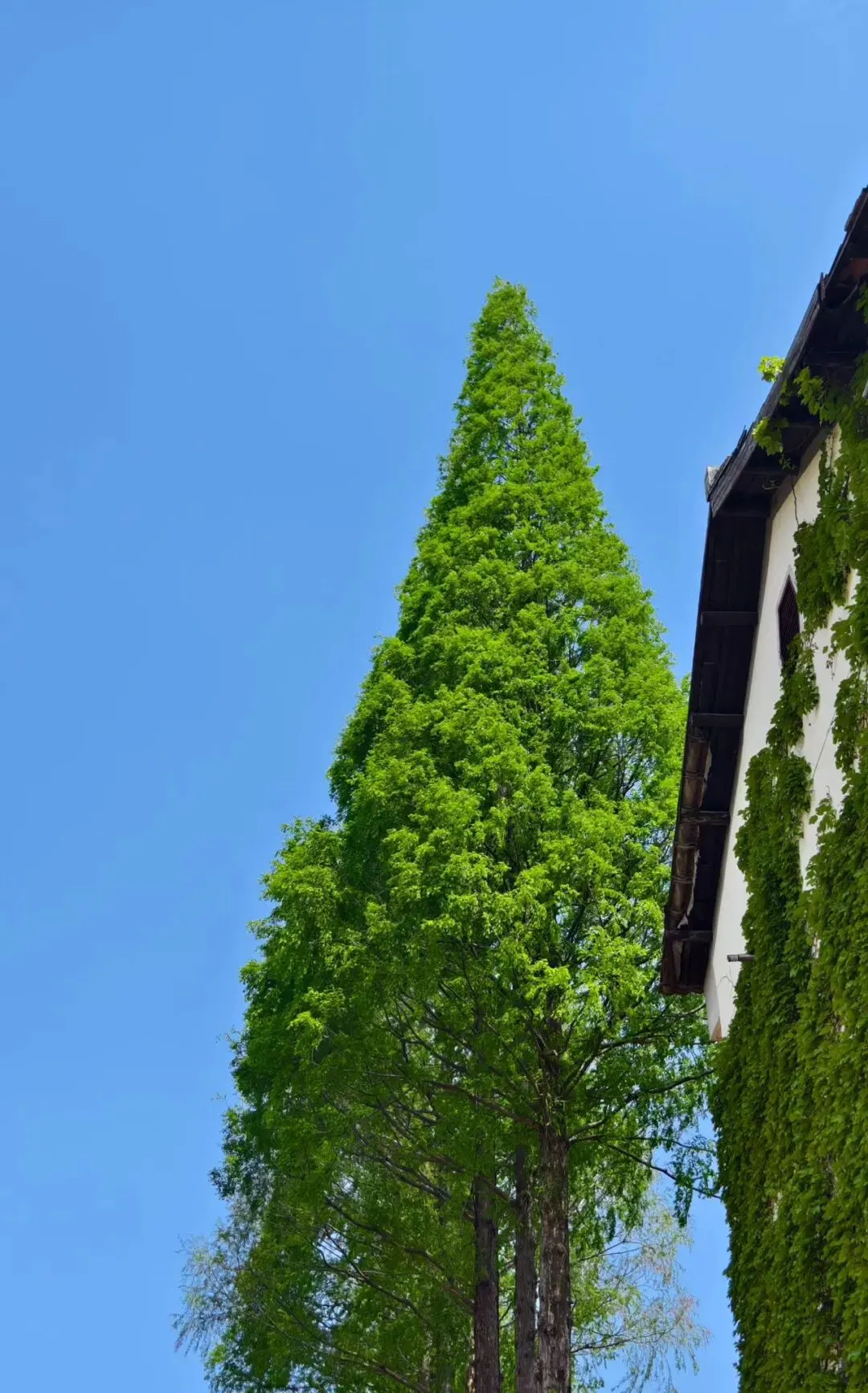 2026年4月绍兴市适应性试卷数学(俗称二模) 第7张