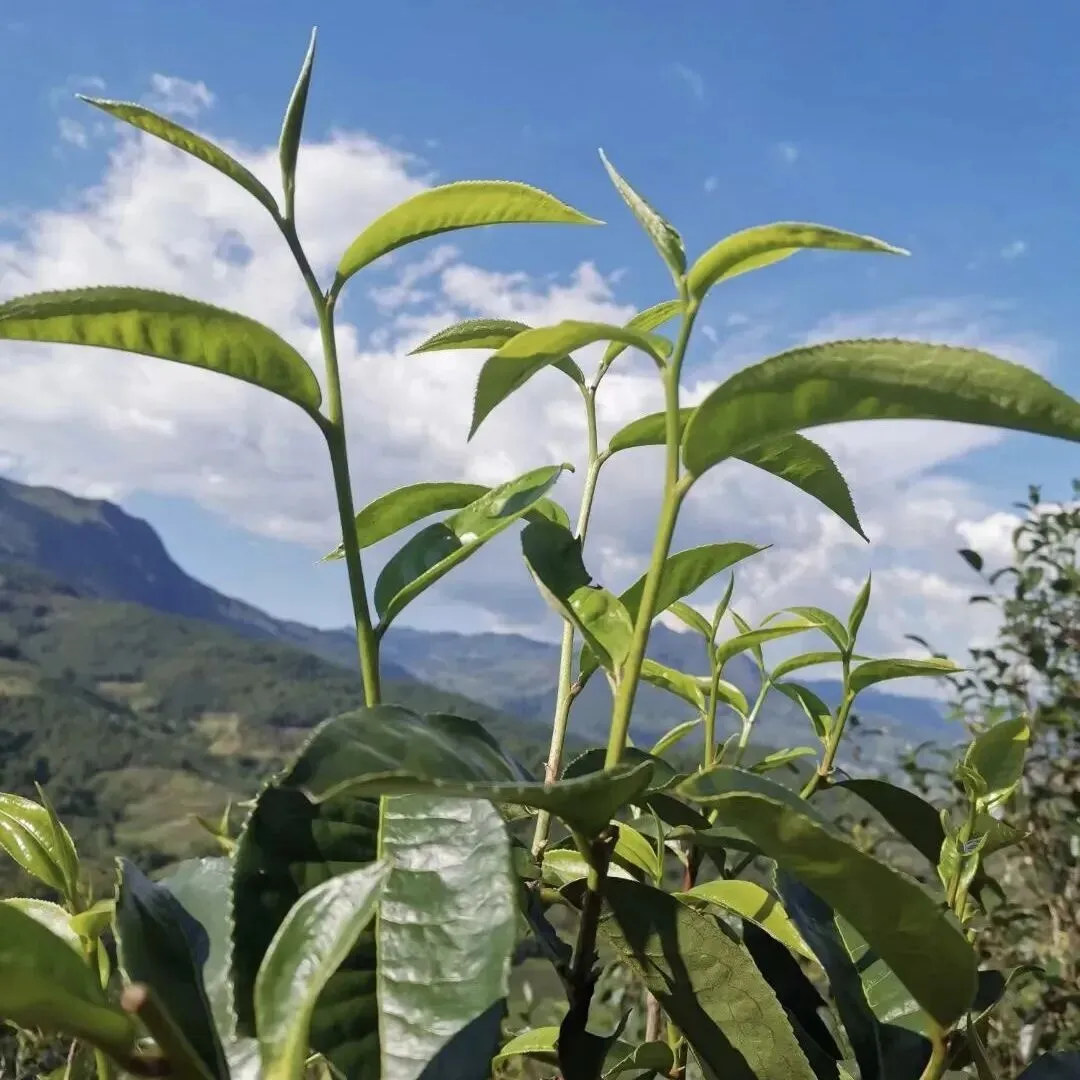 中考语文备考作文——民俗类合集 第7张