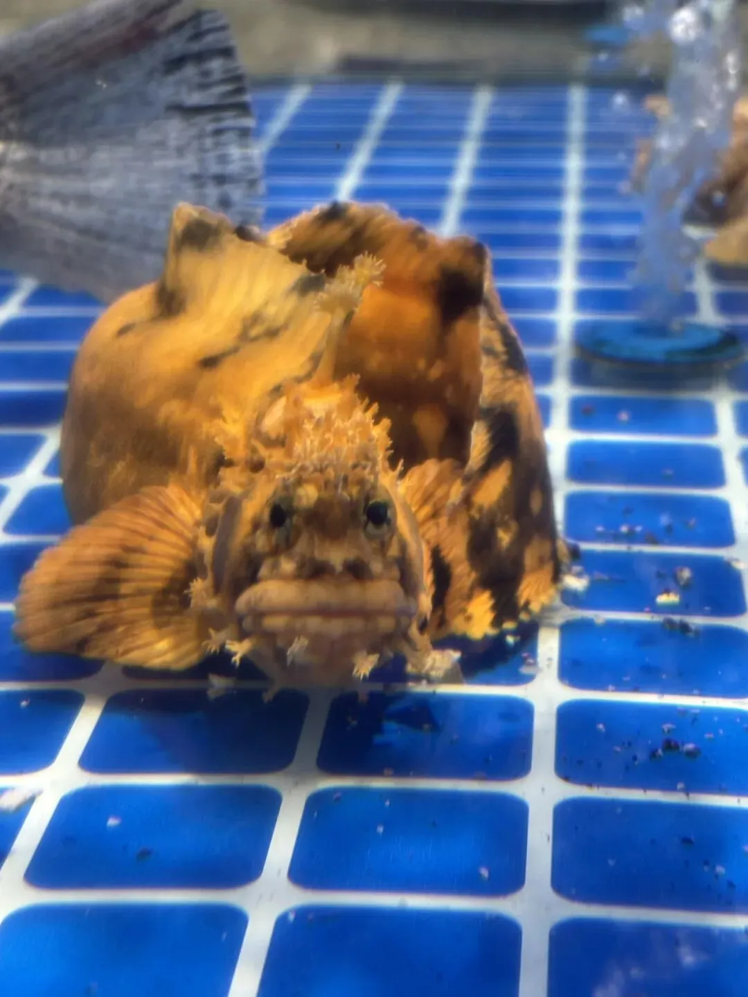 女儿中考倒计时70天—青岛出差,看海喝啤酒吃gala 第2张