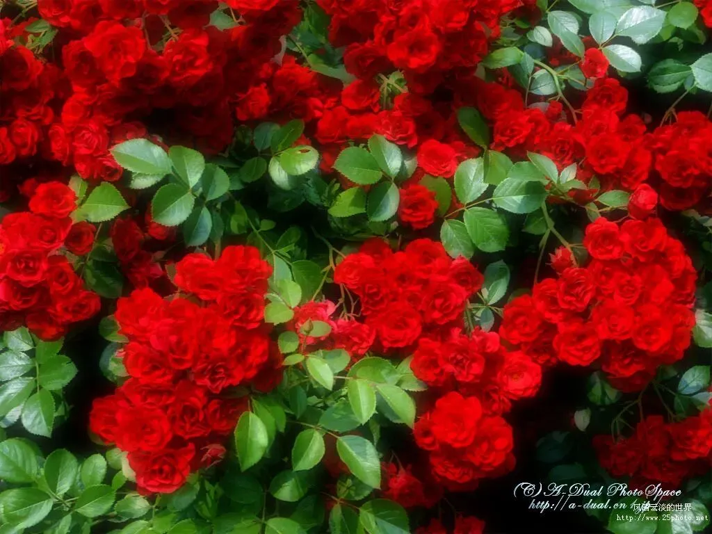 《珍藏的记忆》(2020年辽宁营口中考满分作文) 第1张