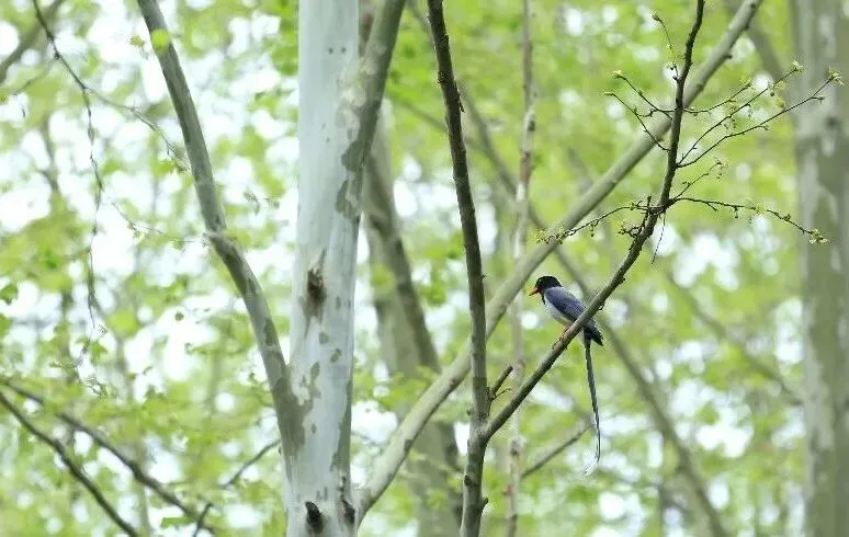 2026年4月杭州二模语文试卷解析 第1张