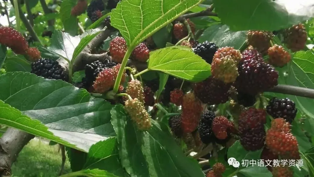 中考语病专题知识及强化训练 第3张 中考语病专题知识及强化训练 第3张