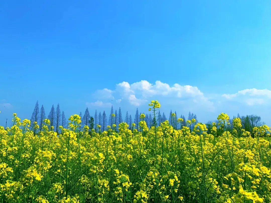 中考化学专题复习课件常见的酸碱盐复习课探究酸雨之谜 第21张