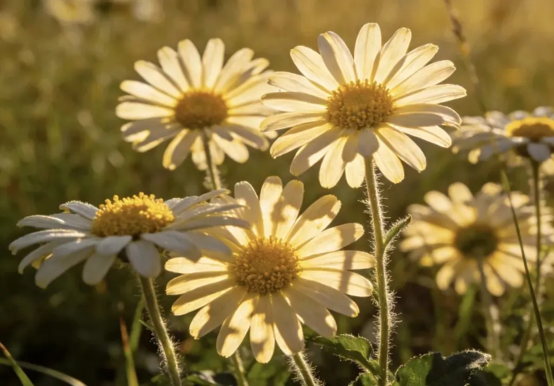 中考语文阅读之文学类文本《野菊花》 第2张