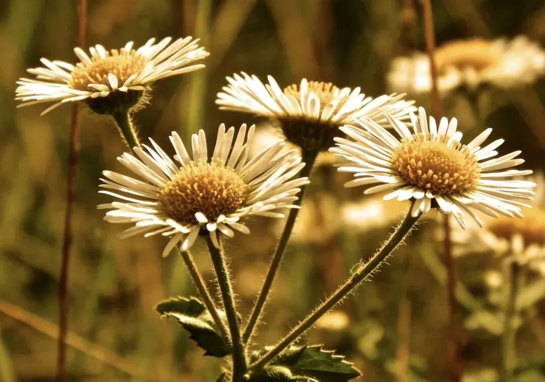 中考语文阅读之文学类文本《野菊花》 第3张