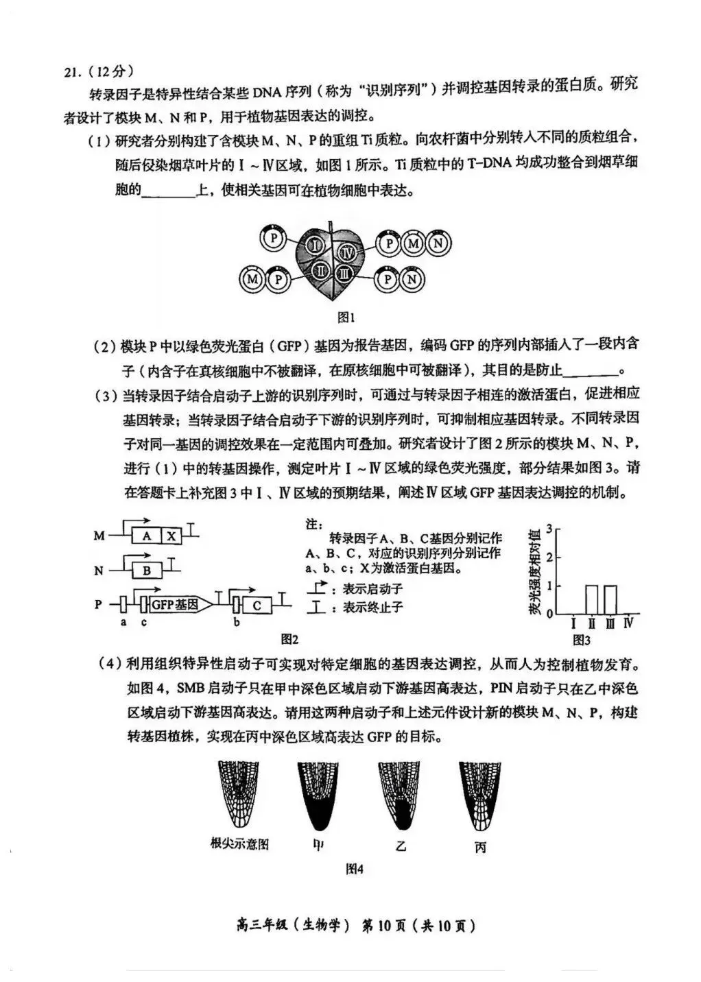 试卷速递|2026年北京市海淀区高三年级一模生物试卷(暂无答案) 第10张 试卷速递|2026年北京市海淀区高三年级一模生物试卷(暂无答案) 第10张