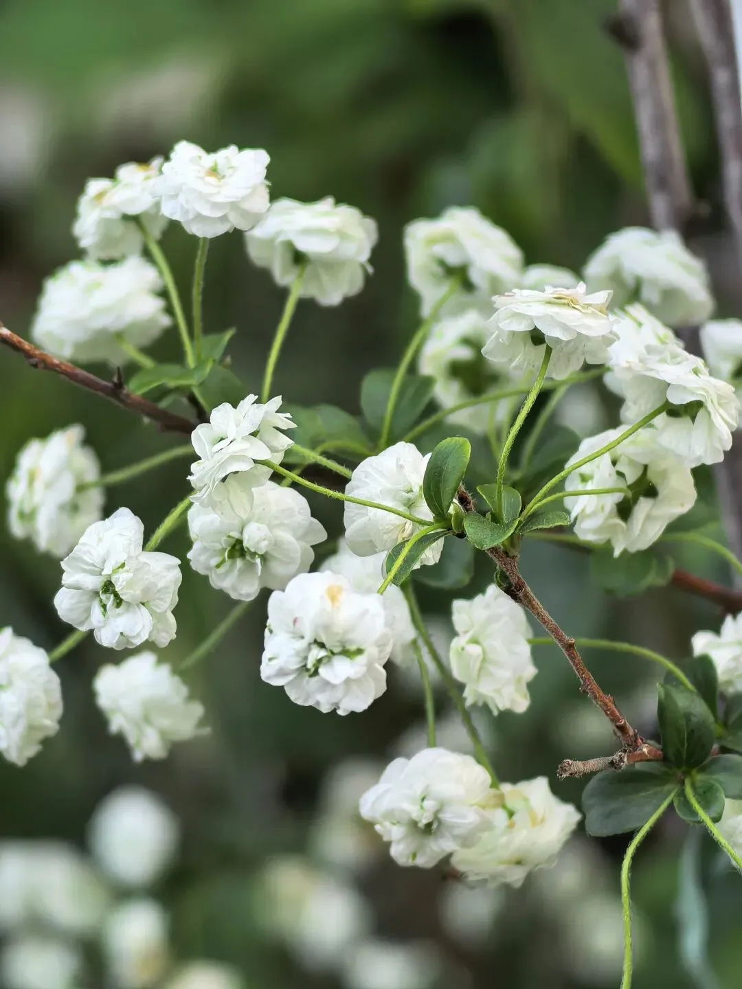 【中考语文复习】2025-2026学年上海市普陀区九年级(上)期末语文试卷(一模) 第1张