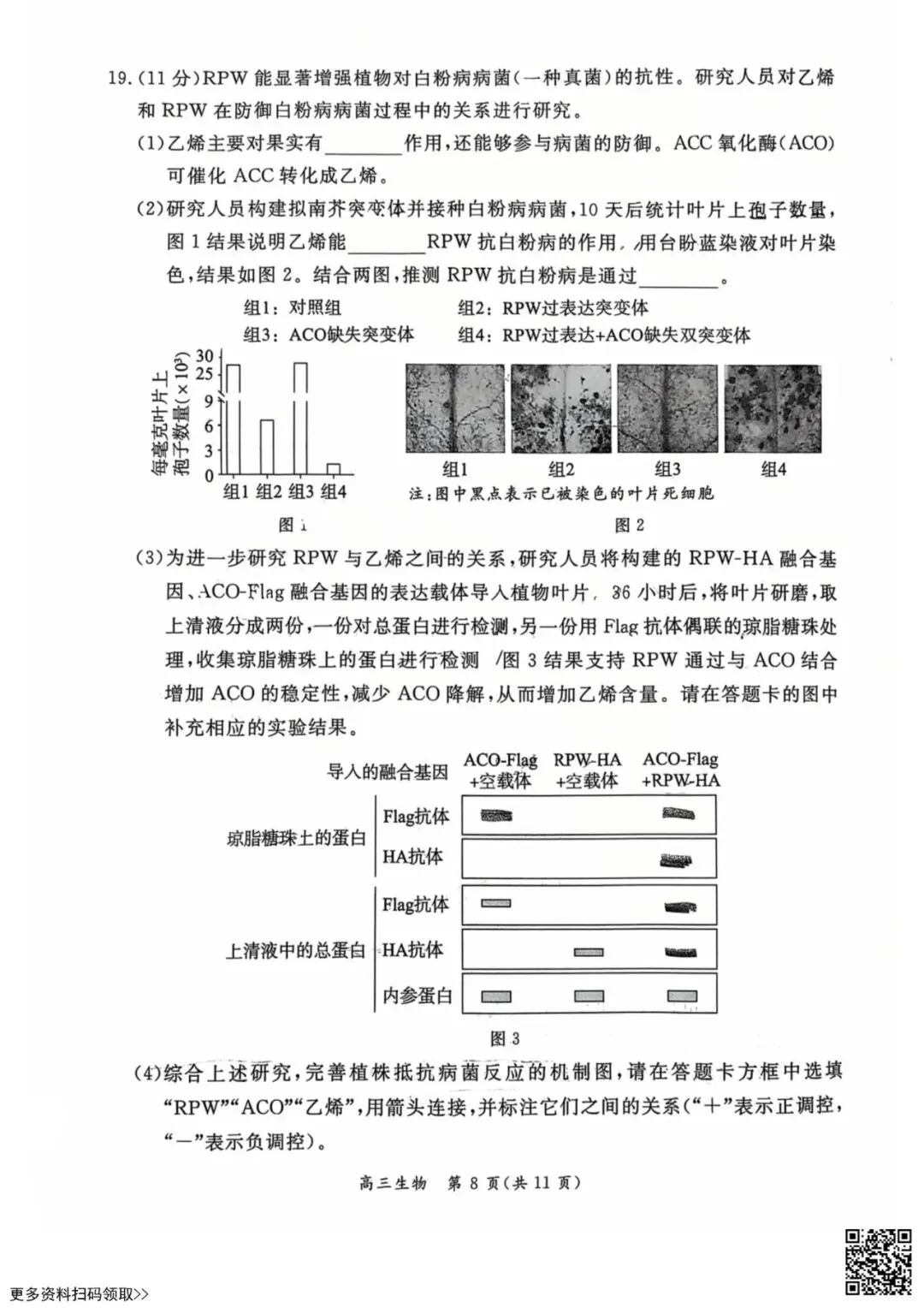 2026北京东城高三一模生物试卷(含答案) 第8张