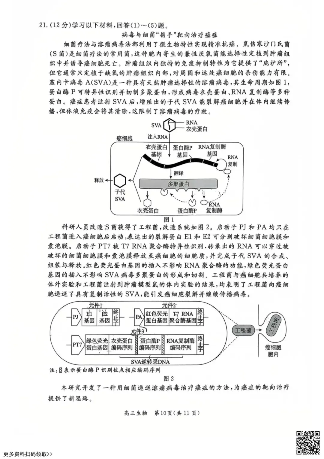 2026北京东城高三一模生物试卷(含答案) 第10张