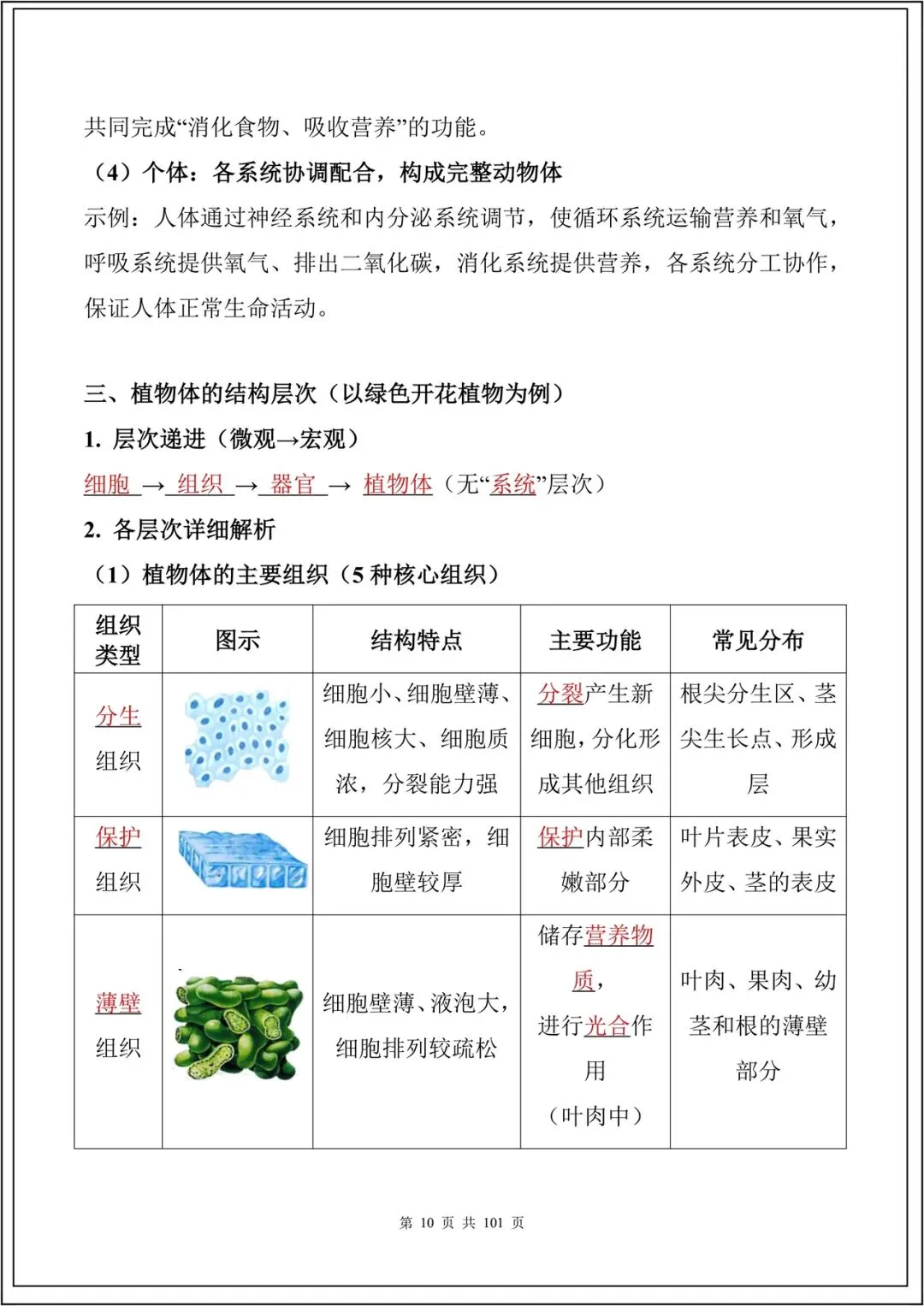 中考复习丨2026中考生物必背考点汇总(108大考点)(全国通用) 电子版可下载打印 第11张 中考复习丨2026中考生物必背考点汇总(108大考点)(全国通用) 电子版可下载打印 第11张