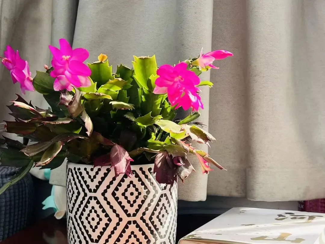 距中考65天丨今天,我摘了一朵花 第1张