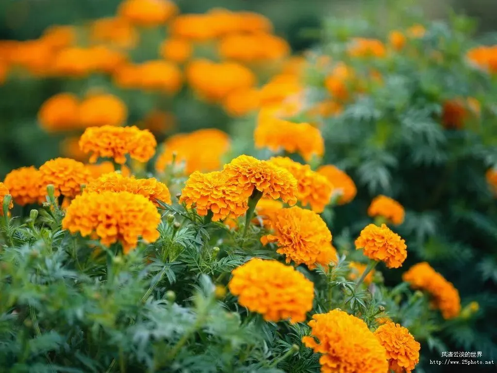 《红星照耀中国》中考语文名著阅读要点梳理与练习 解析版 第2张