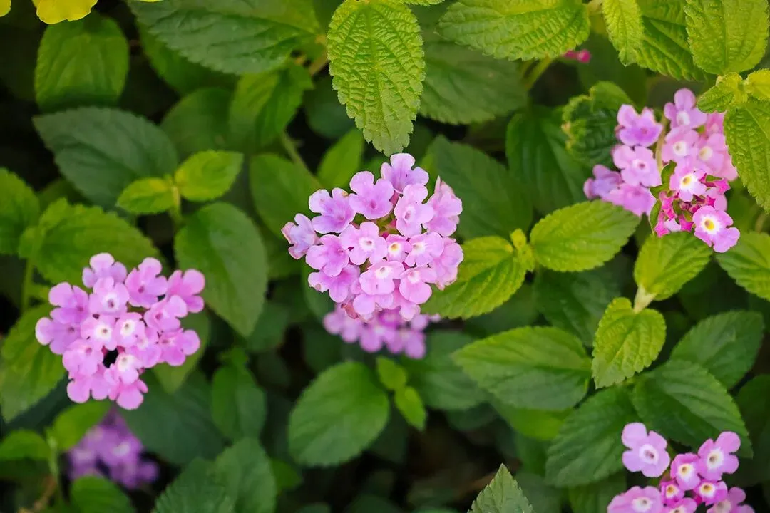 好文共欣赏|中考数学创新试题的特征、功能与教学建议 第1张