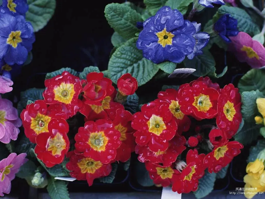 《致母校的一封信》(2019年四川自贡中考满分作文) 第1张