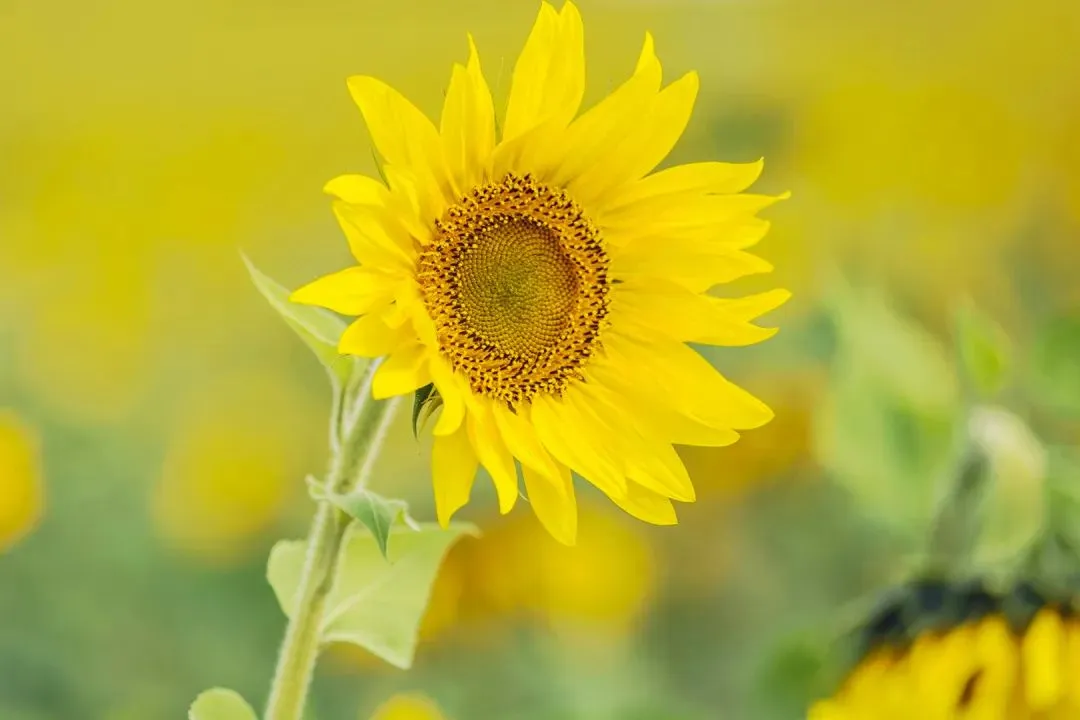 全篇《为什么我的高考试卷总是白纸啊?》苏欣欣李教授【后续】免费大结局 第2张