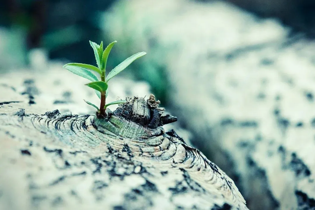 全篇《为什么我的高考试卷总是白纸啊?》苏欣欣李教授【后续】免费大结局 第5张