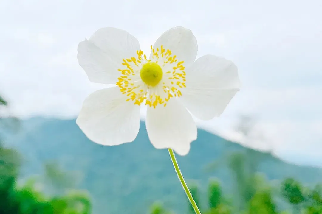 初中数学中考复习之相似、全等图形 第9张