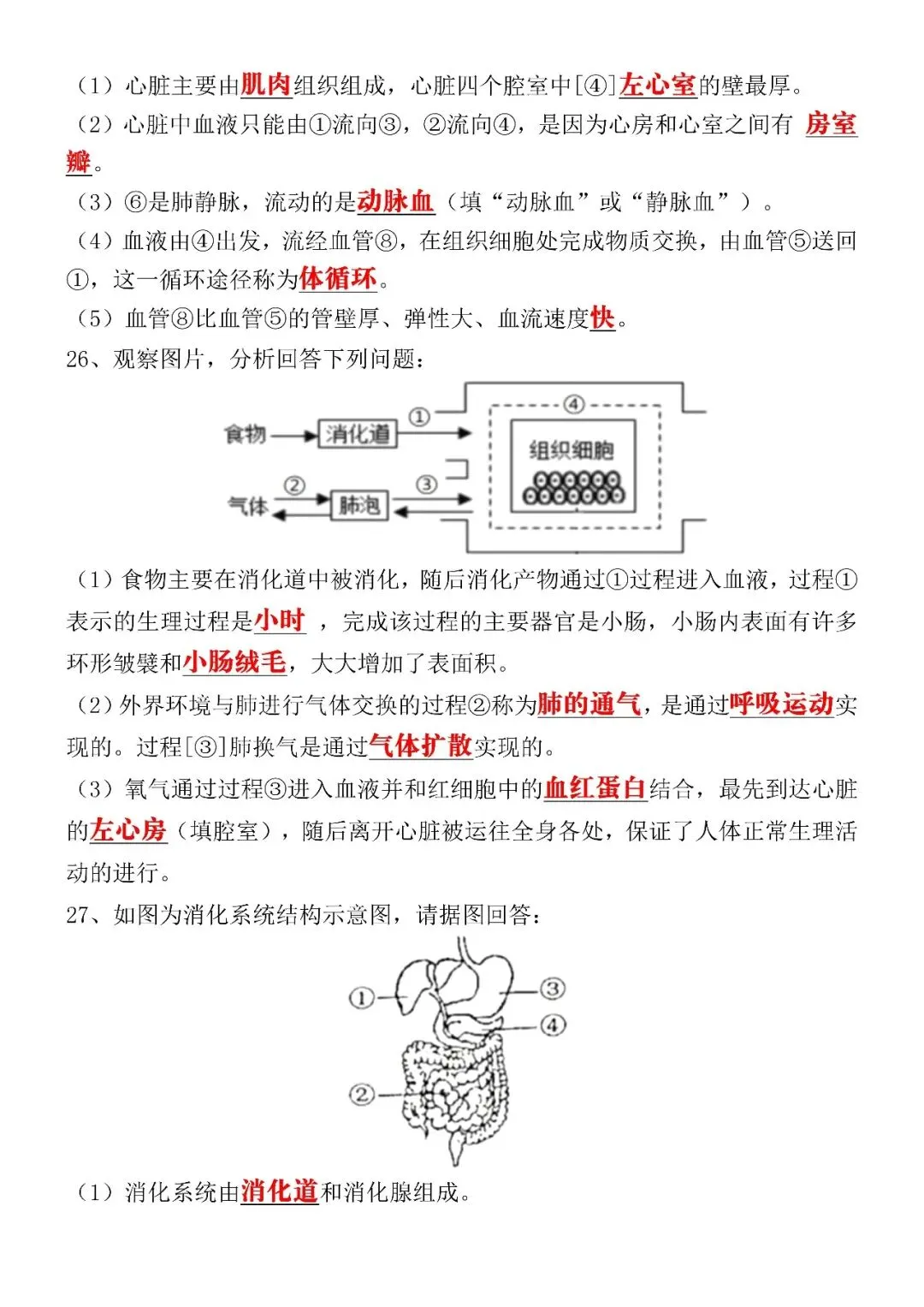 2026(春)七下生物期中考试模拟真题试卷(含答案),电子版可打印练习! 第7张