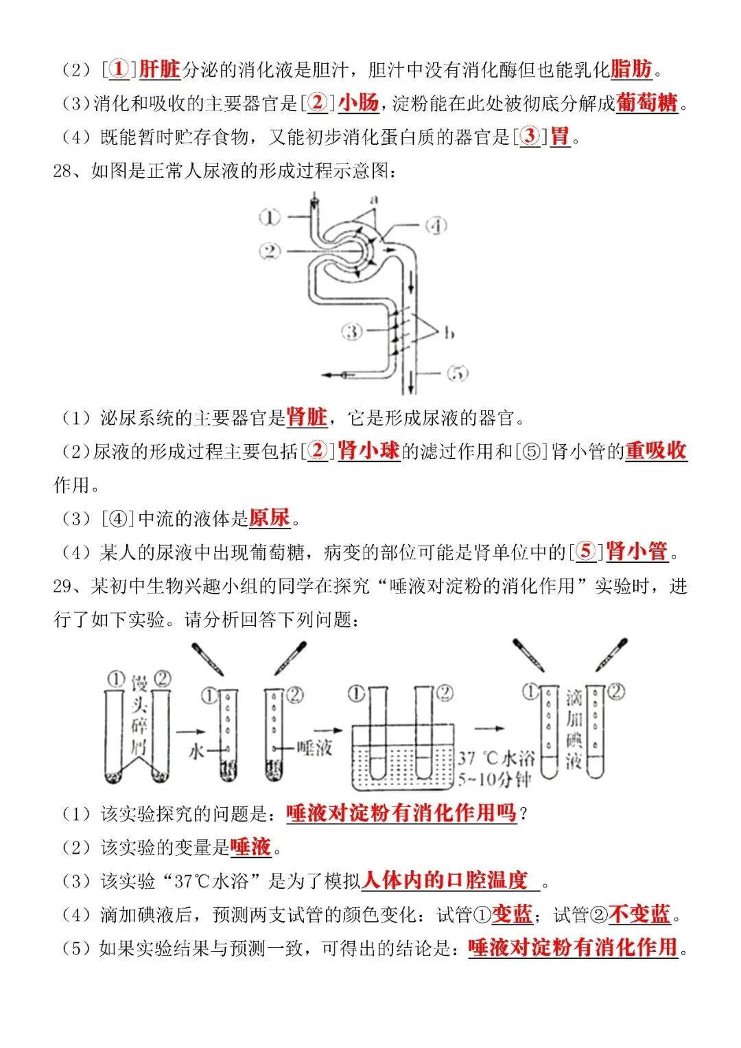 2026(春)七下生物期中考试模拟真题试卷(含答案),电子版可打印练习! 第8张