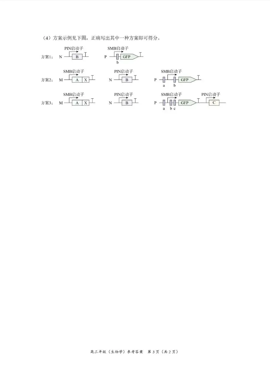 2026年北京海淀区高三一模生物学试卷 第13张